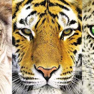 PIX8072-King of Animals (Size:15x19)