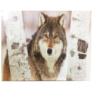 PS008-Wolf in Woods