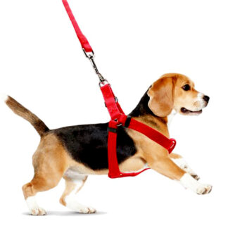 PT1405-Dog Leash with Harness (Sold by the Dozen, Assorted Colors)
