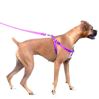 PT1407-Dog Leash with Harness (Sold by the Dozen, Assorted colors)