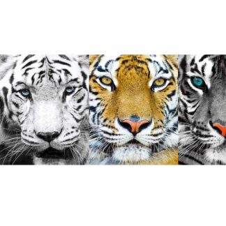 Pix8072B-3D Tigers Size:15x19